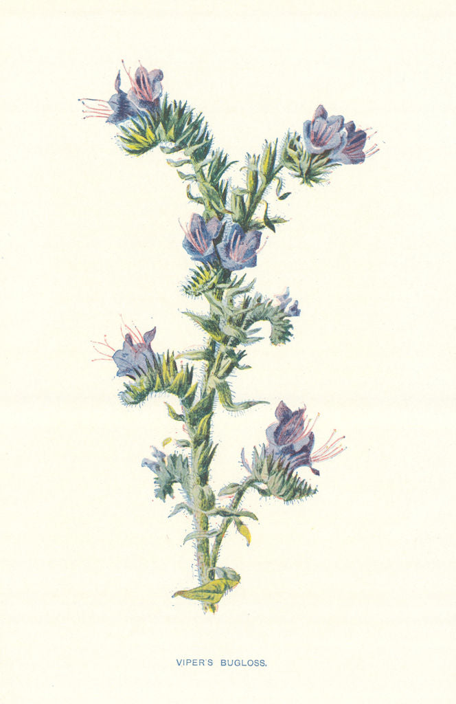 Viper's Bugloss. Wild Flowers by Frederick Edward Hulme c1895 old print